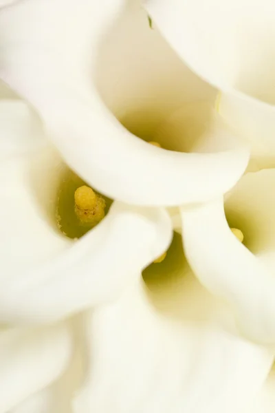 Calla flowers — Stock Photo, Image