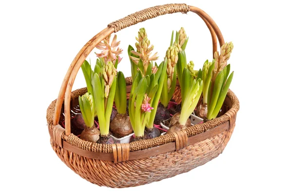 En ung hyacinter — Stockfoto