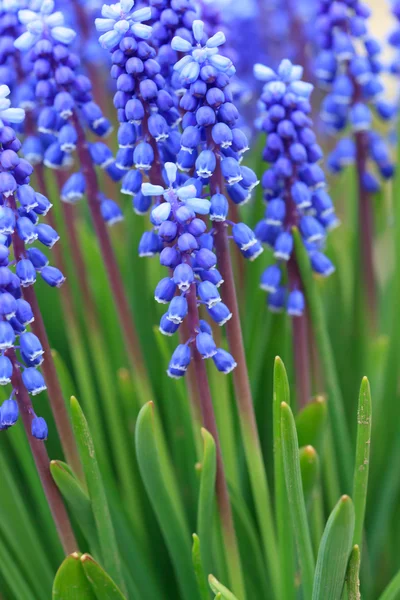 stock image Grape hyacinth in spring