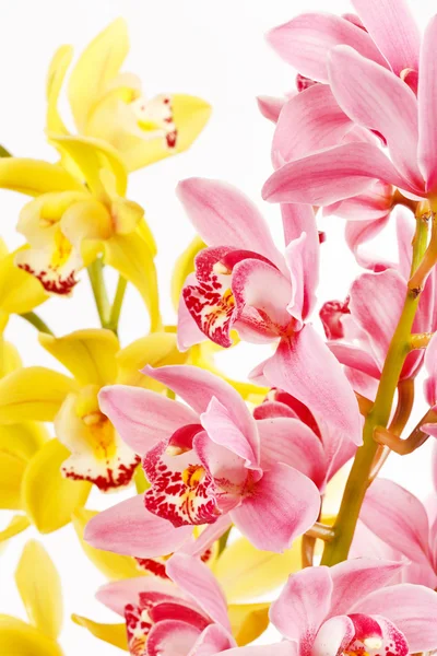 Orchidej izolované na bílém pozadí — Stock fotografie