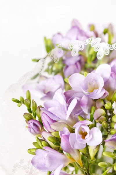 Stock image Purple freesia