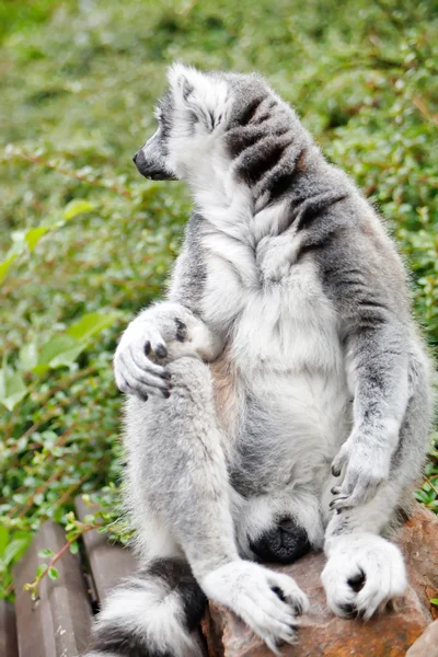 Yakışıklı lemur — Stok fotoğraf