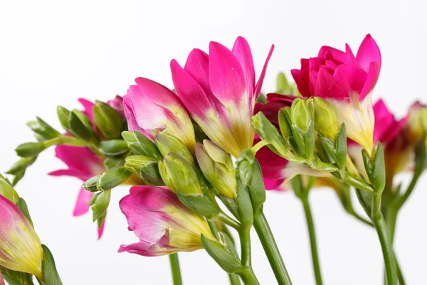 Paarse freesia — Stockfoto