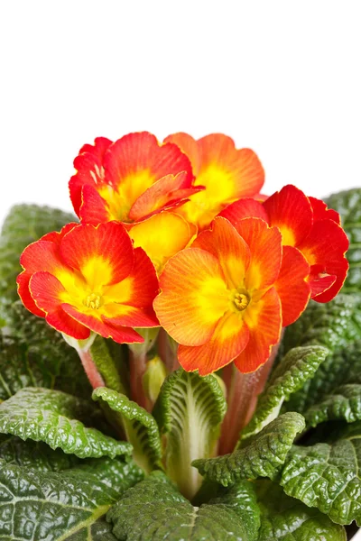 Kwiaty wiosenne — Zdjęcie stockowe