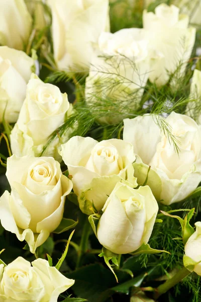 Valkoiset ruusut — kuvapankkivalokuva