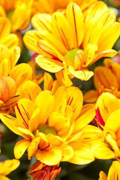 菊の花 — ストック写真