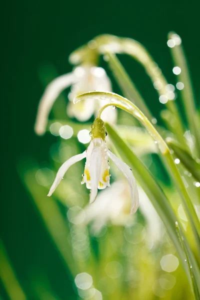 Snowdrop bloemen — Stockfoto