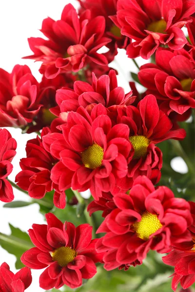 Flores de crisantemo —  Fotos de Stock