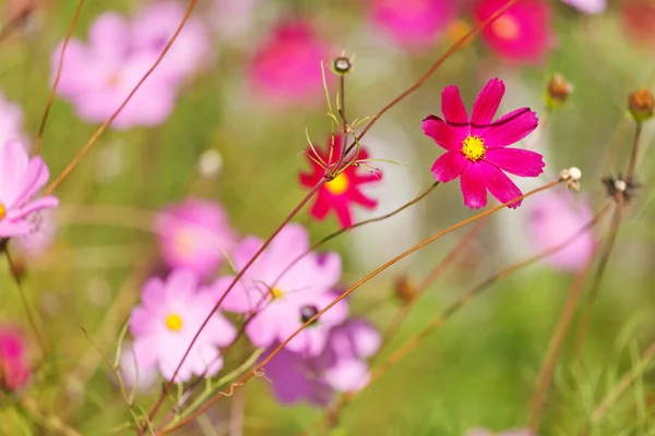 stock image Nice flowers