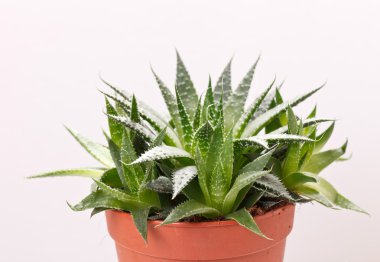 Saksıdaki aloe