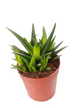 Saksıdaki aloe