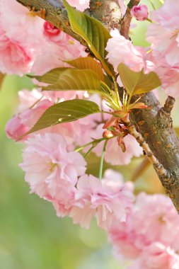 Japon cherry blossom ile