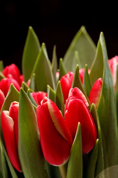 stock image Beautiful tulips