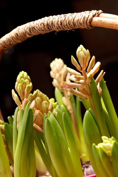 A young hyacinths — Stock Photo, Image