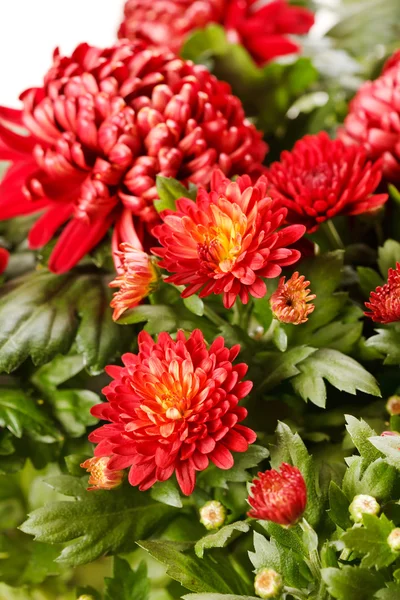 Chrysanthemenblüten — Stockfoto