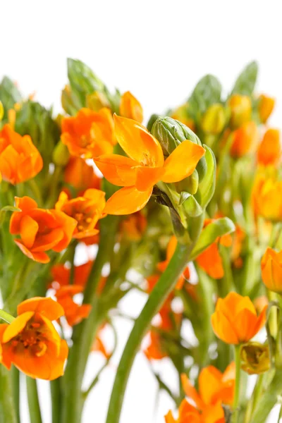 stock image Orange freesia