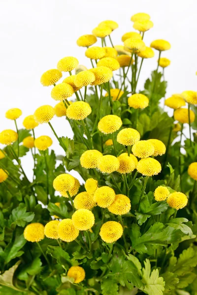 Chrysanthemum Flowers — Stock Photo, Image