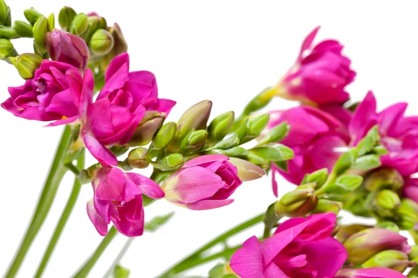 Purple freesia — Stock Photo, Image