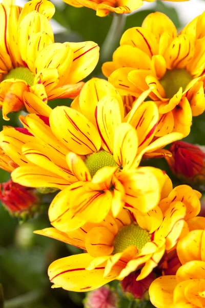 Квіти хризантеми — стокове фото