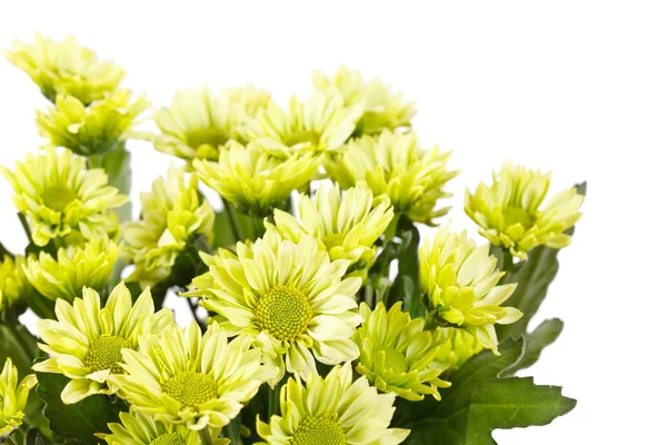 Fleurs de chrysanthème — Photo