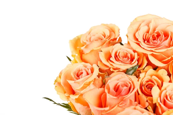 Vackra rosor — Stockfoto