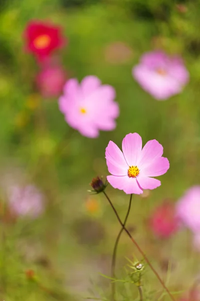 Schöne Blumen — Stockfoto