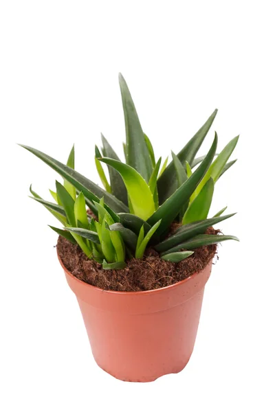 Aloe im Topf — Stockfoto