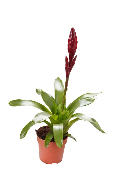 Window plant "vriesea splendens" — Stock Photo, Image