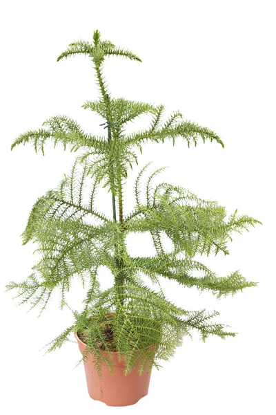 Araucaria pota