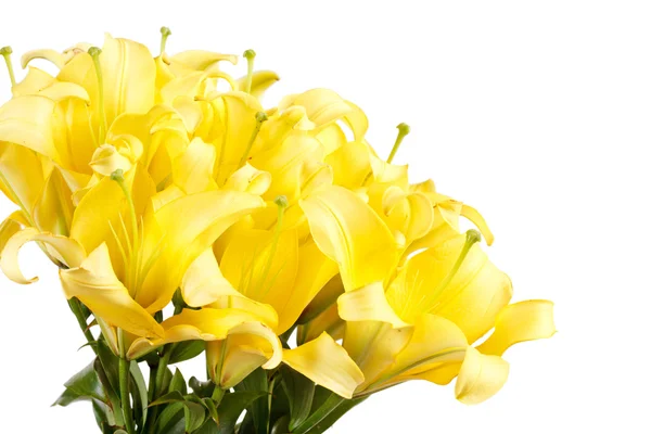 Piękne lilie — Zdjęcie stockowe