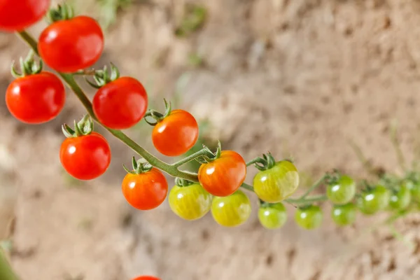 Tomates de jardín —  Fotos de Stock
