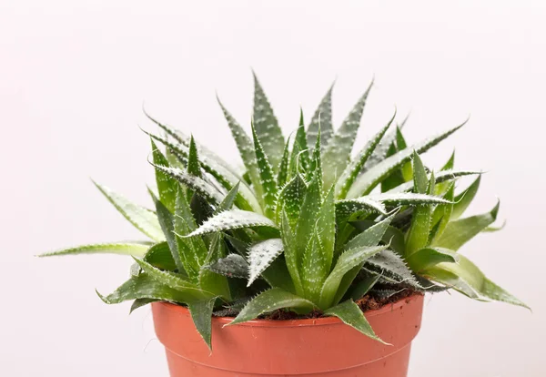 Aloe az edényben — Stock Fotó
