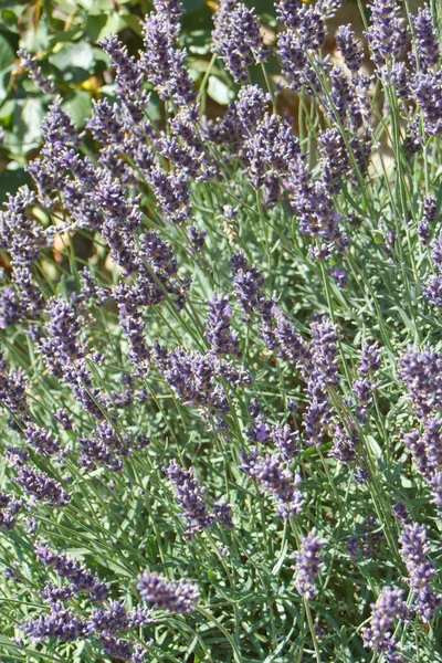 Lavendel in de zomer — Stockfoto
