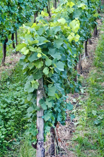 Mooie wijngaard landschap — Stockfoto
