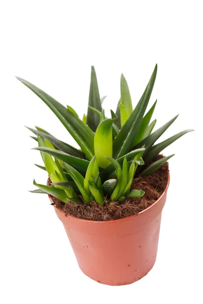 Aloe en la olla — Foto de Stock