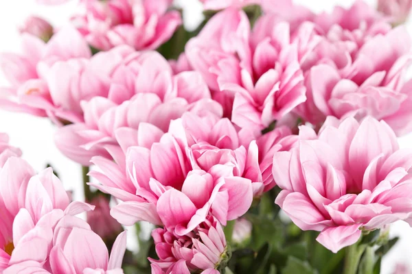 stock image Chrysanthemum Flowers