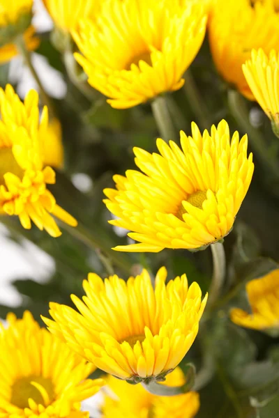Krysanteemin kukat — kuvapankkivalokuva