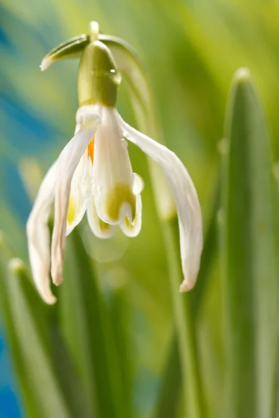 Snowdrop flowers — Stock Photo, Image