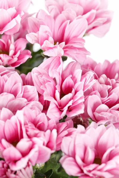 Квіти хризантеми — стокове фото