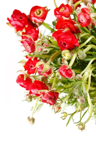 Red Ranunculus — Stock Photo, Image