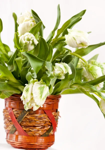 Белые тюльпаны — стоковое фото