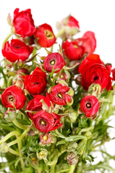 Red Ranunculus — Stock Photo, Image