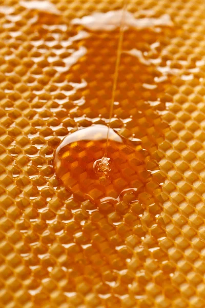 新鲜蜂蜜在梳子 — 图库照片