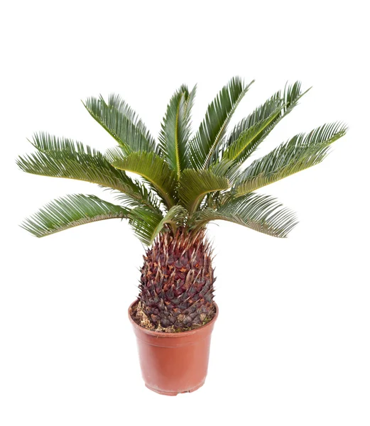 Palm in the pot — Stock Photo, Image