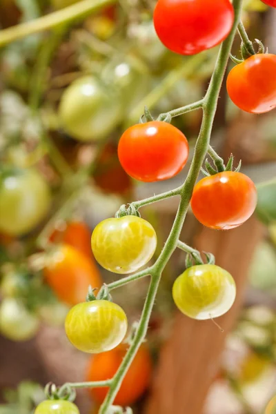 Сад помідори — стокове фото