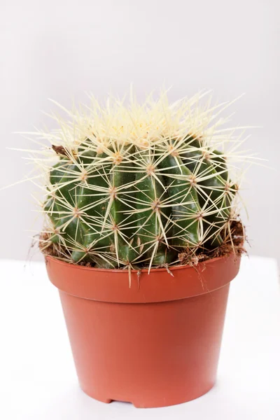 Cactus vert en pot marron — Photo