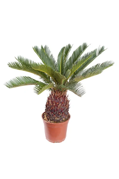Palm in the pot — Stock Photo, Image