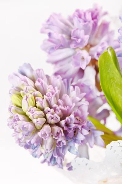 Vackra hyacint — Stockfoto