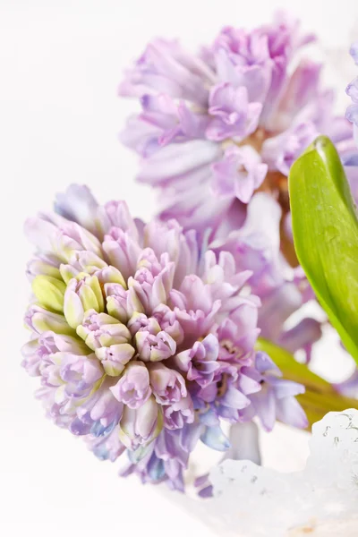 stock image Beautiful hyacinth