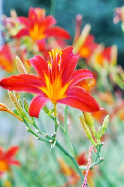 stock image Beautiful flowers in the park